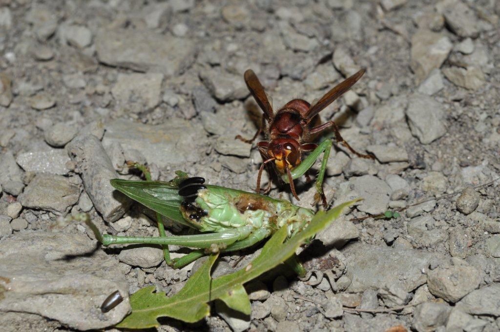 L''attacco del Calabrone e frazionamento della preda